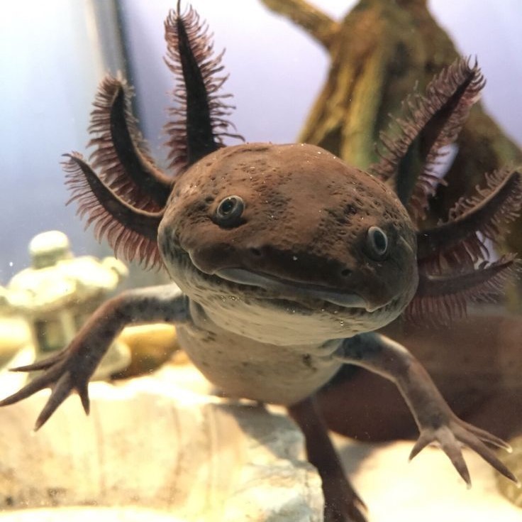 Аксолотль (Axolotl), черный дракон