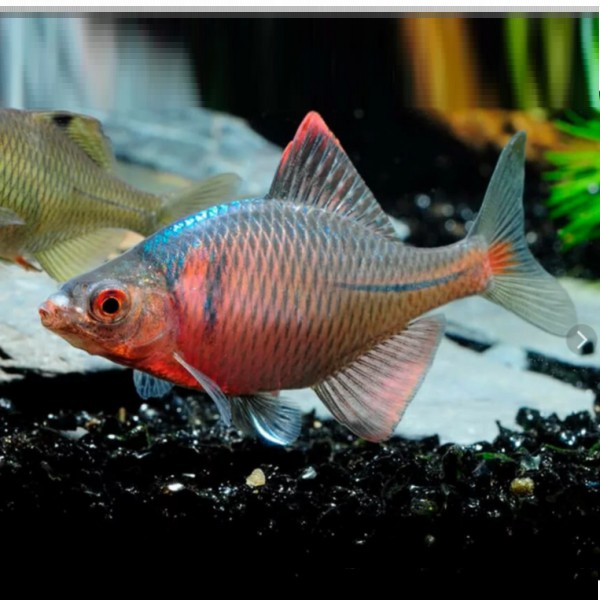 Как выглядит рыба горчак Горчак (Rhodeus sericeus), размер 3,5-5,0 см